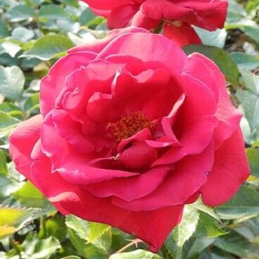 Роза "Гранд Класс" / Rosa "Grande Classe"