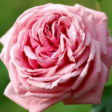 Роза "Корал Даун" / Rosa "Coral Dawn"