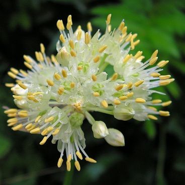 Лук густой / Allium condensatum
