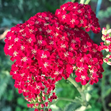 Тысячелистник обыкновенный "Ред Вельвет" / Achillea millefolium "Red Velvet"
