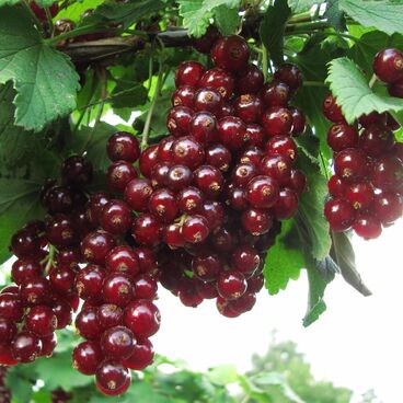 Смородина красная "Виксне" / Ribes rubrum "Viksne"