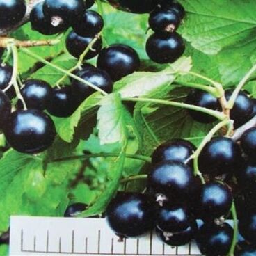 Смородина черная "НЕСРАВНЕННАЯ" / Ribes nigrum "Nesravnennaya"