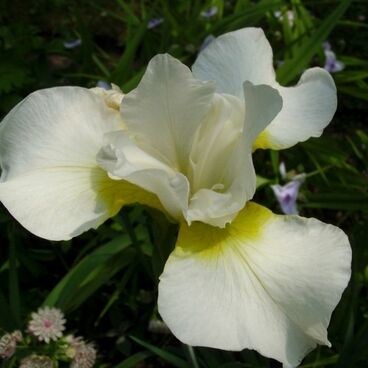 Ирис сибирский "Уайт Свирл" / Iris sibirica "White Swirl"