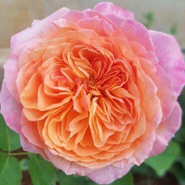 Роза "Викториан Секрет" / Rosa "Victorian Secret"