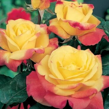 Роза "Хортиколор" / Rosa "Horticolor"