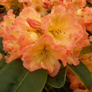 Рододендрон "Сан Фаер" / Rhododendron hybriden "Sun Fire"