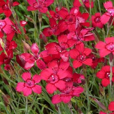 Гвоздика травянка "Конфетти Дип Ред" / Dianthus deltoides "Confetti Deep Red"