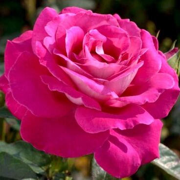 Роза "Барон Эдмон де Ротшильд" / Rosa "Barone Edmond de Rothschild"