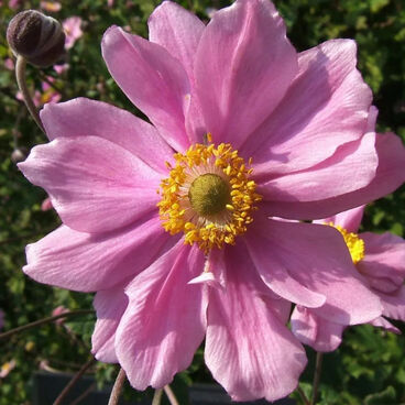 Анемона гибридная "Монт Роуз" / Anemone hybrida "Mont Rose"