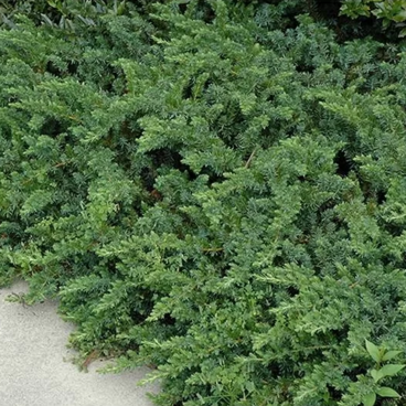 Можжевельник прибрежный "Эмеральд Си" / Juniperus conferta "Emerald Sea"