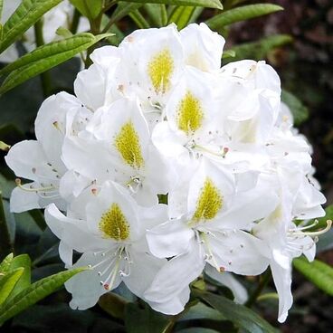 Рододендрон "Мадам Массон" / Rhododendron "Madame Masson"