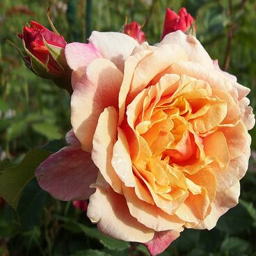 Роза "Карамелла" / Rosa "Caramella"