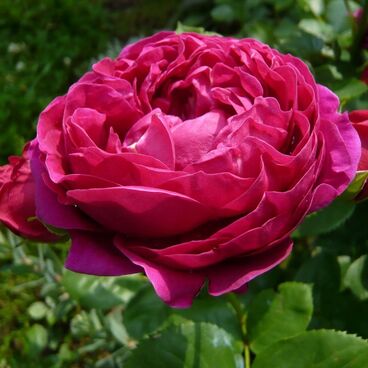 Роза "Аскот" / Rosa "Ascot"