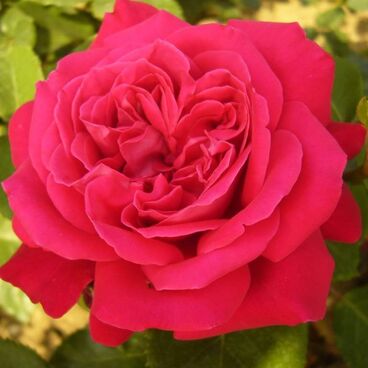 Роза "Дам де Кёр" / Rosa "Dame de Coeur"