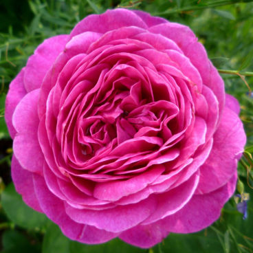 Роза "Хайди Клум Роуз" / Rosa "Heidi Klum Rose"