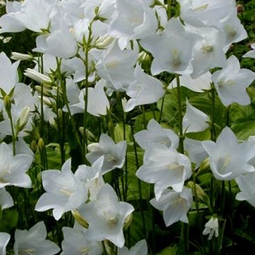Колокольчик персиколистный (White) / Campanula persicifolia "White"