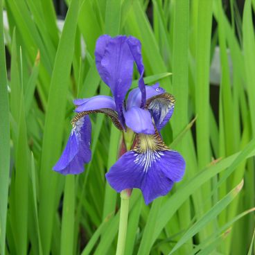 Ирис сибирский "Блю Кинг" / Iris sibirica "Blue King"