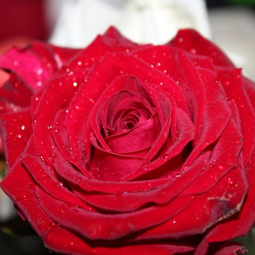 Роза "Бордо" / Rosa "Bordeaux"