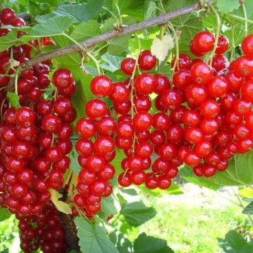 Смородина красная "Сахарная"/ Ribes rubrum "Sakharnaya"