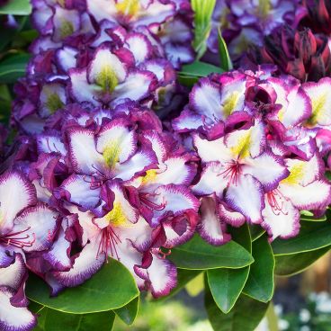 Рододендрон "Пуши Перпл"/ Rhododendron "Pushy Purple"