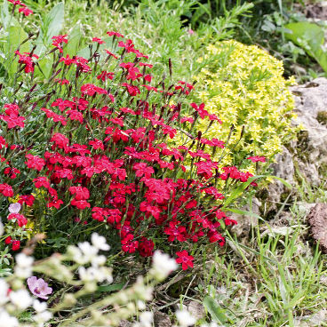 Гвоздика травянка "Бриллиант Ред" / Dianthus deltoides "Brilliant Red"