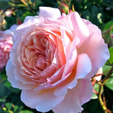 Роза "А Шропшир Лэд" / Rosa "A Shropshire Lad"