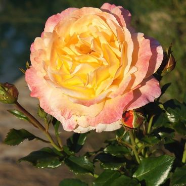 Роза "Роз де Хоффнунг" / Rosa "Rose der Hoffnung"