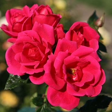 Роза "Гартенфройнд" / Rosa "Gartenfreund"