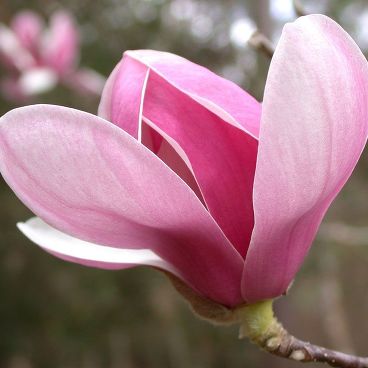 Магнолия суланжа/ Magnolia soulangiana