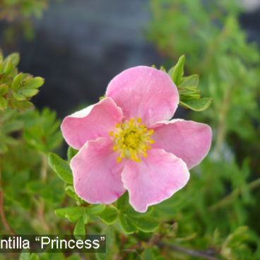 Лапчатка кустарниковая "Принцесс" / Potentilla fruticosa "Princess"