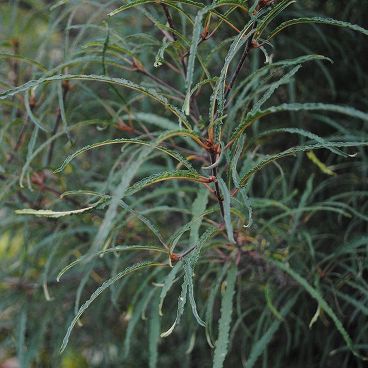 крушина rhamnus frangula aspleniifolia