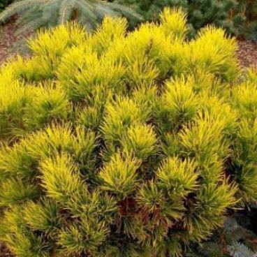 Сосна горная "Карстенс Винтерголд" / Pinus mugo "Carstens Wintergold"