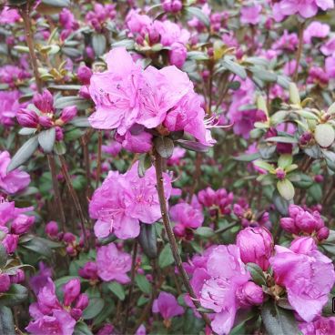 Рододендрон даурский "Эприл Роуз" / Rhododendron dahuricum "April Rose"