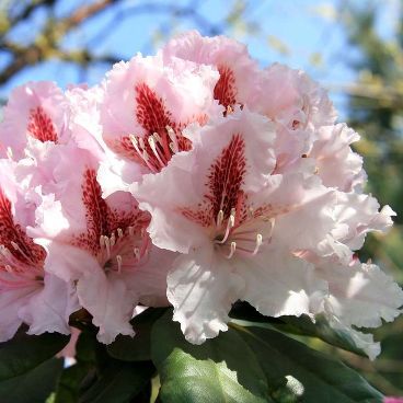 Рододендрон "Прогрес" / Rhododendron "Progres"