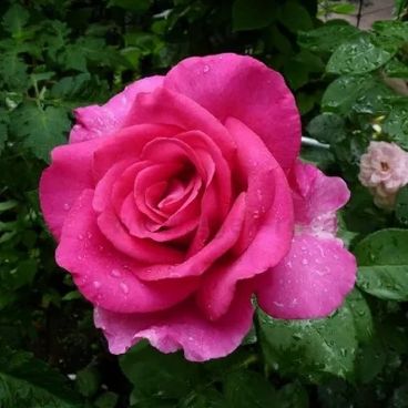Роза "Пароле" / Rosa "Parole"