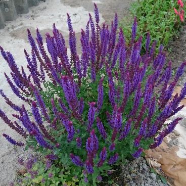 Сальвия (Шалфей) дубравная "Блаукенигин" / Salvia nemorosa "Blaukoningin"