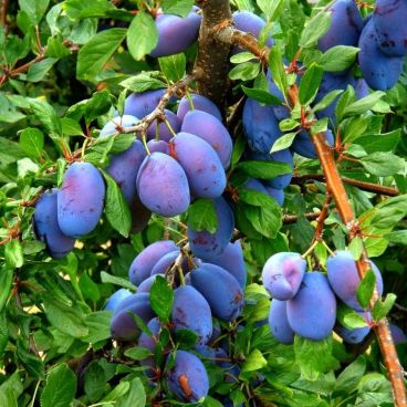 Слива домашняя "Фиолетовая" / Prunus domestica "Fioletovaya"