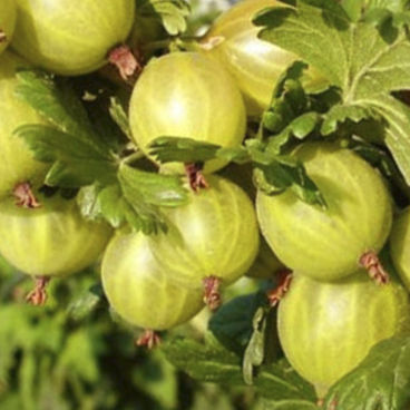 Крыжовник "Родник"/ Ribes uva-crispa "Rodnik"