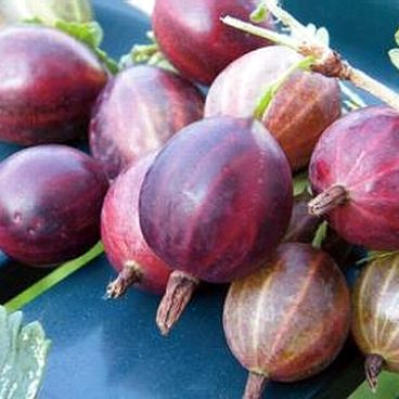 Крыжовник "Финик" / Ribes uva-crispa "Finik"