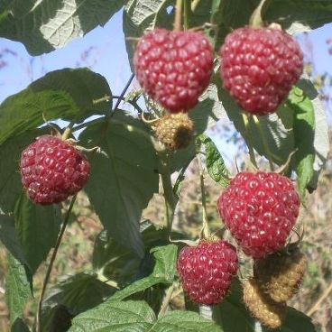 Малина сверхкрупноплодная "Бирюсинка" / Rubus idaeus "Birjusinka"