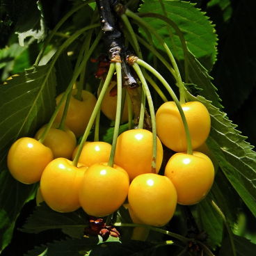 Черешня "Чермашная" / Prunus avium "Chermashnaja"