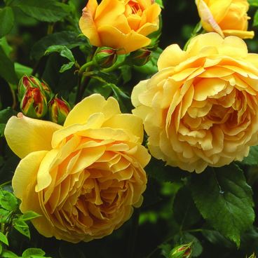 Роза "Голден Селебрейшнс" / Rosa "Golden Celebration"