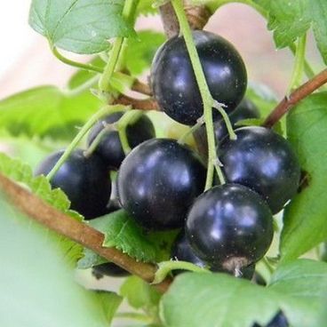 Смородина черная "Селечинская 2" / Ribes nigrum "Selechinskaya 2"