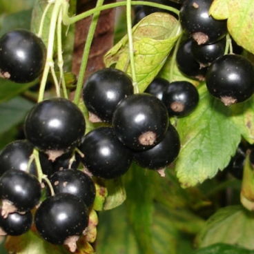 Смородина черная "Гулливер"/ Ribes nigrum "Gulliver"