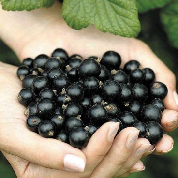 Смородина черная "Добрыня"/ Ribes nigrum "Dobrinia"