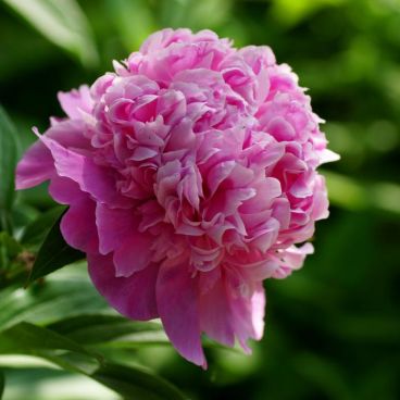 Пион молочноцветковый "Месье Жюль Эли" / Paeonia lactiflora "Monsieur Jules Elie"