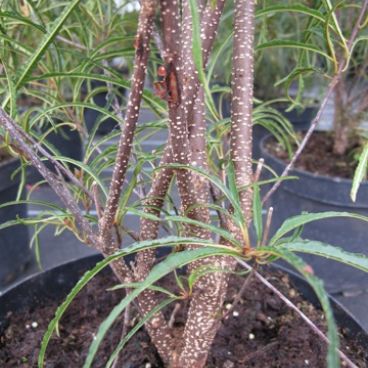 крушина rhamnus frangula aspleniifolia