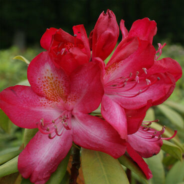 Рододендрон "Дженифер" / Rhododendron hybriden "Junifeuer"