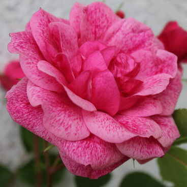 Роза "Моден Руби" / Rosa "Morden Ruby"