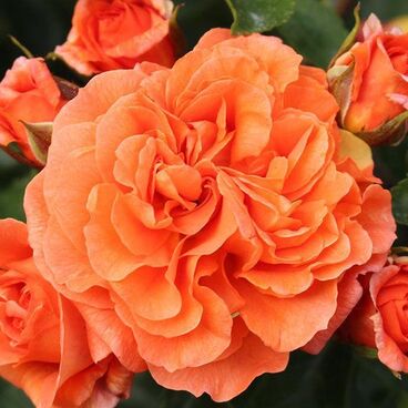 Роза "Оранжери" / Rosa "Orangerie"